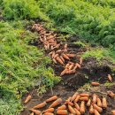 우주농장 이미지