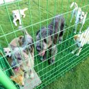 개들의왕국 이미지