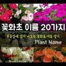 화초 종류 이름 찾기 20여가지 1탄~ 꽃이름 알기/꽃이름과 사진!! 20 plant names 이미지