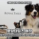 펫마트부천점 | 강아지 유모차 로얄테일즈 매장 대형견 글로리아 맥스 개모차 시승 가능한 펫랜드