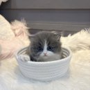 내 품안의 반려견(강서점) | 강서구강아지분양 고민중이라면 여기 추천드려요