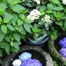 카멜리아힐 이미지