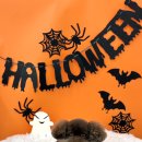 순댕이샵 이미지