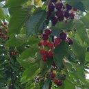 우량농지 조성공사 이미지