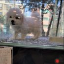 하이도그 켓 이미지