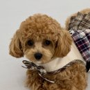 프릿토핏 이미지