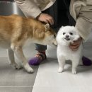 광고프로 이미지