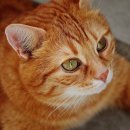 바나나 동물병원 이미지