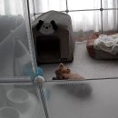 누리켄넬 | 강아지 홈캠 추천? 내돈내산 파인뷰 K11 써본 솔직 후기