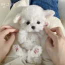 인천강아지분양 멍그레 이미지