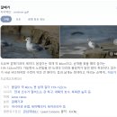 도다리 원투낚시에서 1m 대물을 잡았던 출조 후기 feat. 끼룩