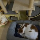 쏘캣(SO CAT) 이미지