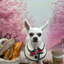 멍멍이까까 이미지