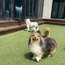 수지애견 이미지