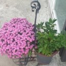 생태농원소향 이미지