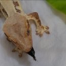 더나음컴퍼니 | # 반려 동물 _ 크레스티드 게코 귀뚜라미 충식 효능 및 먹이붙임 후기 일지 기록