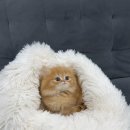 독스캣 강아지고양이 수원점 이미지