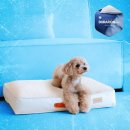 펫바이블 이미지