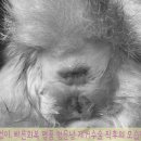 쥬만지캣 네이버블로그