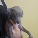 귀족동물병원 | 서산강아지 이탈리안그레이하운드 분양, 대전 동양 애견에서 만난 우아한 친구