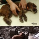 뿔난강아지 이미지