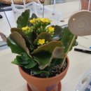 화성시동탄아르딤복지관 | 카랑코에심기 - 동탄아르딤복지관 3월 수업