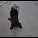 더 반려 강아지분양 고양이분양 잠실본점 이미지