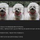 강아지 미용실 이미지