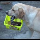 행복을줄개 이미지