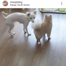 미소짓개 이미지