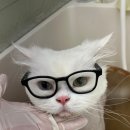 반할고양