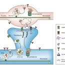 Re: Re: Ubiquitin과 단백분해 in neuronal function and dysfunction - nature 리뷰 이미지