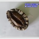 완도참전복