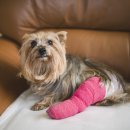 츄츄 동물병원 이미지