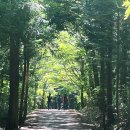 천지연낚시터 | [행사후기] 제16회 사려니숲 에코힐링체험, 16년째 발 끊긴 &#39;물찻오름&#39; 탐방기 : 과거에 너무 인기가...