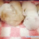 익산원펫 네이버블로그