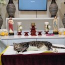 장현동물병원 이미지