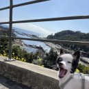 서귀포시 서부보건소 | 제주 서귀포 중문동물병원 강아지 건강검진 시간 비용 내돈내산