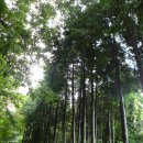 9월 12일 --장성 축령산 편백나무숲길 이미지