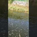 중선포천 이미지