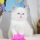 도그마루 강아지고양이 의정부노원점 이미지