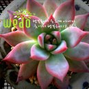 다육꽃세상 이미지