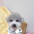 바비몽샵 이미지