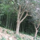 왕인박사기념관 이미지