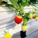 재님농장 | 일산딸기체험농장 장항동 꽃보다딸기 향긋함과 재미에 취하는 곳