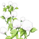 목화(1차) 이미지