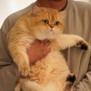 애월캐터리 이미지