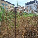 증평리 207-1 이미지