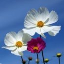 나의 별 이미지