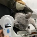 이플동물병원 이미지
